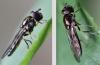 Platycheirus sp.